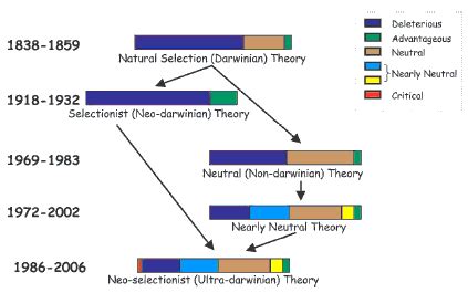 Theory Of Evolution: Neutral Theory Of Evolution