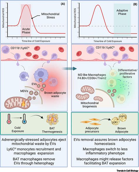 Multifaceted Mitochondrial Quality Control In Brown Adipose Tissue Trends In Cell Biology