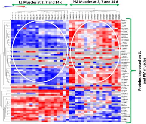 Heatmap Showing Overall Expression Of Differential Proteins P