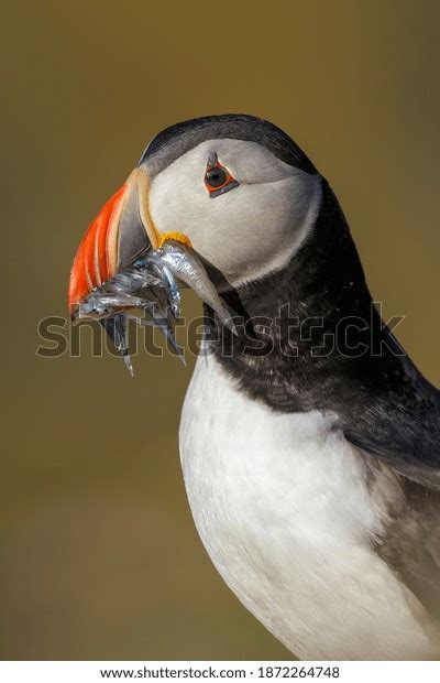 Atlantic Puffin Fratercula Arctica Beak Full Stock Photo 1872264748 ...