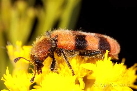 Trichodes Bibalteatus In Oklahoma Beetles In The Bush