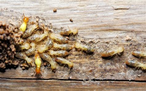 How Long Do Termites Live In A House Ninja Pest Control