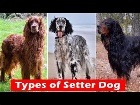 Difference Between Irish Setter English Setter And Gordon Setter Youtube