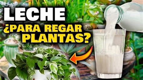 Los Beneficios Del Agua Con Leche Para Las Plantas Gu A Completa De Su