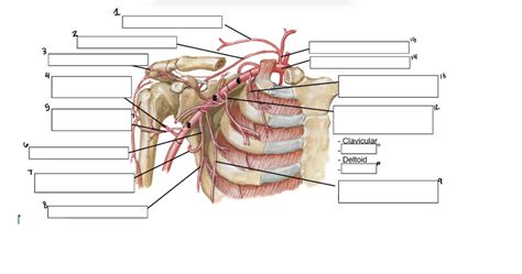 Axillary Artery Label Diagram Quizlet