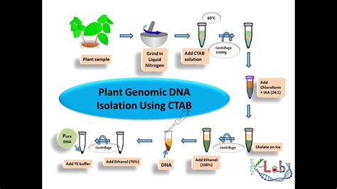 Dna Extraction By Ctab Method Pdf