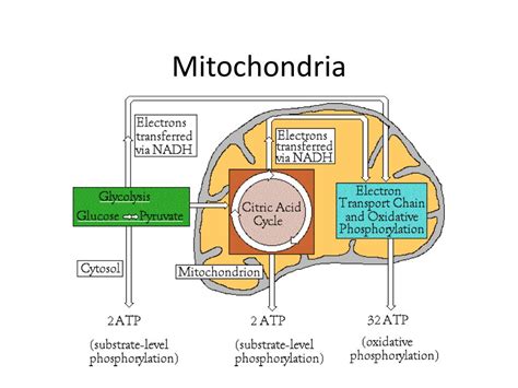 Ppt Mitochondria Powerpoint Presentation Free Download Id 2267884