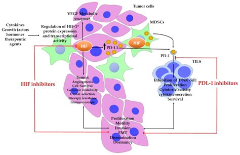 Ijms Free Full Text Navigating Through The Pd Pdl Landscape A