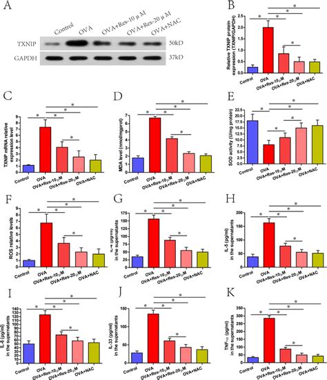 A K Txnip Protein And Mrna Levels Mda Levels Sod Activities Ros