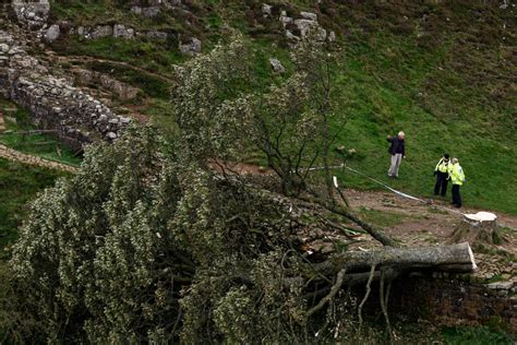 Abbattuto Lalbero Di Robin Hood Nel Regno Unito Arrestato Un 16enne