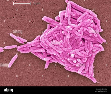 Scanning Electron Micrograph Of Legionella Bacteria Stock Photo Alamy