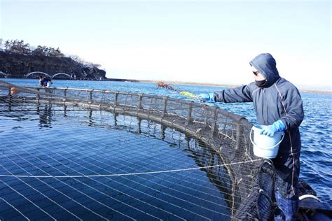 2カ月で約2倍の重さに 江差のトラウトサーモン養殖実験【江差】 北海道ニュースリンク