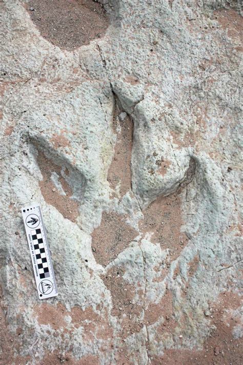 Ancient 3 Toed Dinosaur Footprint Discovered At Uk S Dorset