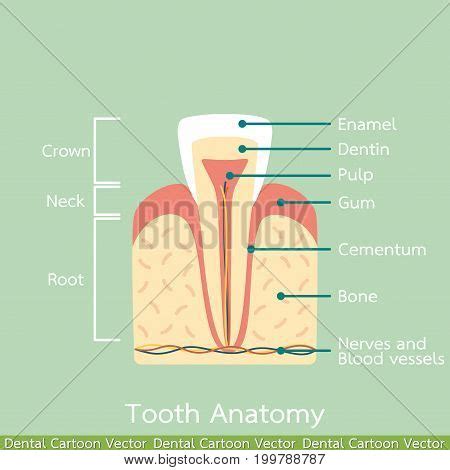 Incisor Tooth Anatomy Vector Photo Free Trial Bigstock