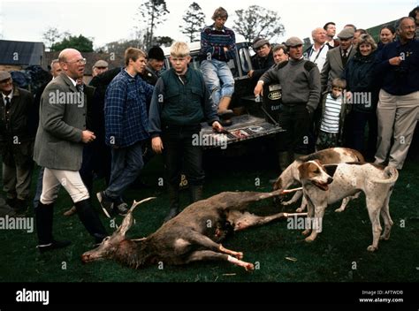 Stag Hounds Stock Photos & Stag Hounds Stock Images - Alamy