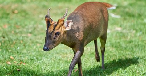 Reeves Muntjac Facts And Information Muntiacus Reevesi World Deer