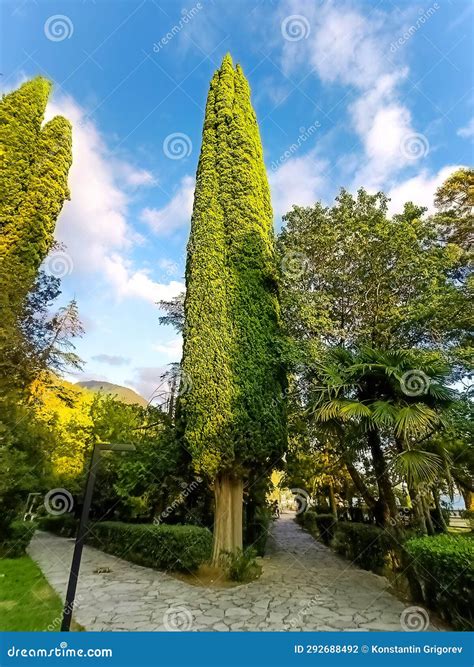 Cupressus Sempervirens The Mediterranean Cypress Is A Species Of