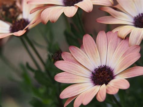 Daisybush Margarita Africana Osteospermum Foto De Archivo Imagen