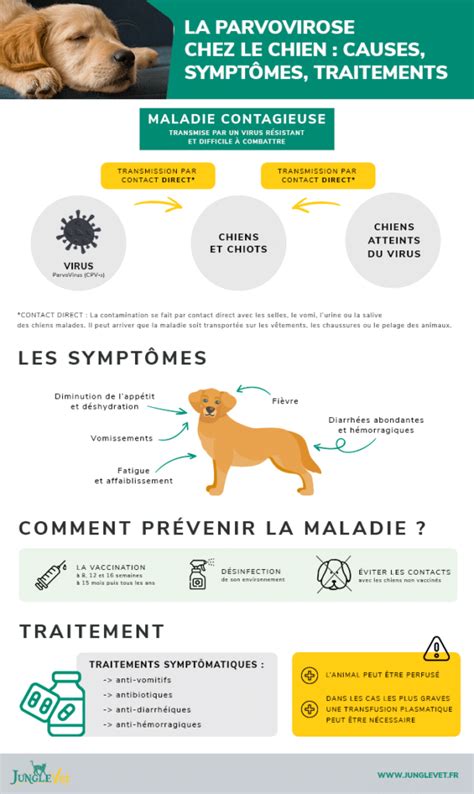 La Parvovirose Chez Le Chien Blog Junglevet