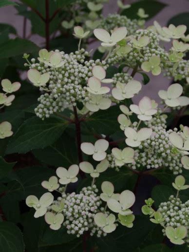 Hydrangea Paniculata Early Harry Hpopr Pluimhortensia