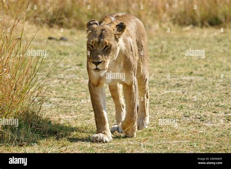 Female African Lions Walking Through Grasslands Towards Her Pride Stock