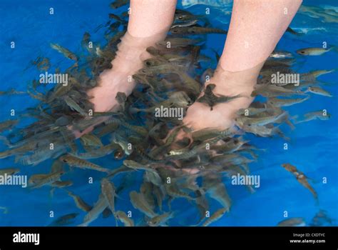 Fish Foot Massage Siem Reap Cambodia Indochina Southeast Asia Asia