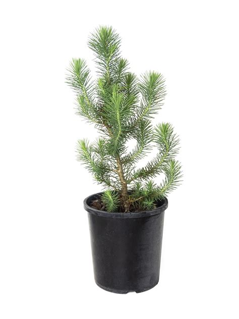 Oderings Garden Centres | Shrub - Pine Nut Tree 3L