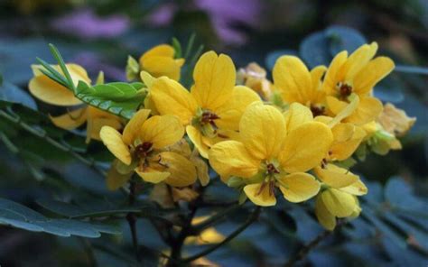 Cassia Angustifolia Qu Es Propiedades Usos Preparaci N