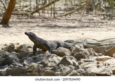 Komodo Atau Juga Disebut Biawak Komodo Stock Photo 2097834490 | Shutterstock