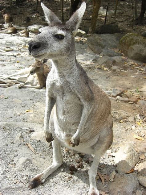 Animals In Australia Zoo