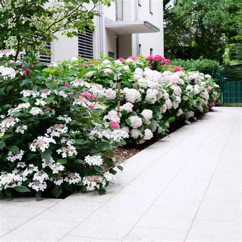 Incredible Ideas For Landscaping With Hydrangeas In Front Of The House