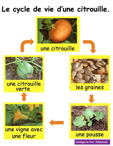 Le Cycle De Vie D Une Citrouille Pumpkin Life Cycle In French