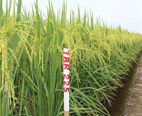 Thai Binh Introduced Two New High Yielding Rice Varieties