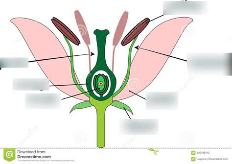 Flower Parts Diagram | Quizlet