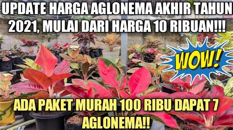 Update Harga Aglonema Murah Akhir Tahun Mulai Dari Ribuan