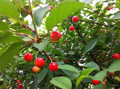 Sour Cherries Ready For Harvest Sour Cherry Farm