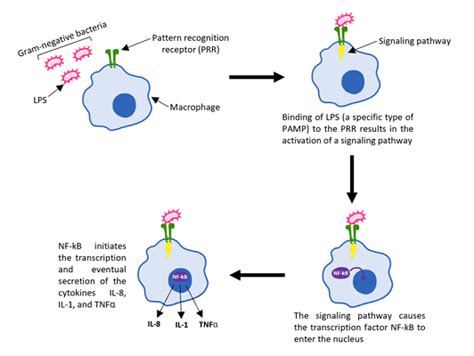 Dendritic Cells The Definitive Guide Biology Dictionary