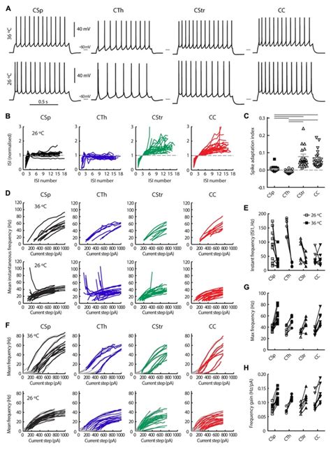 Action Potential Firing Behavior Of M1 Layer 5 Neurons Grouped By