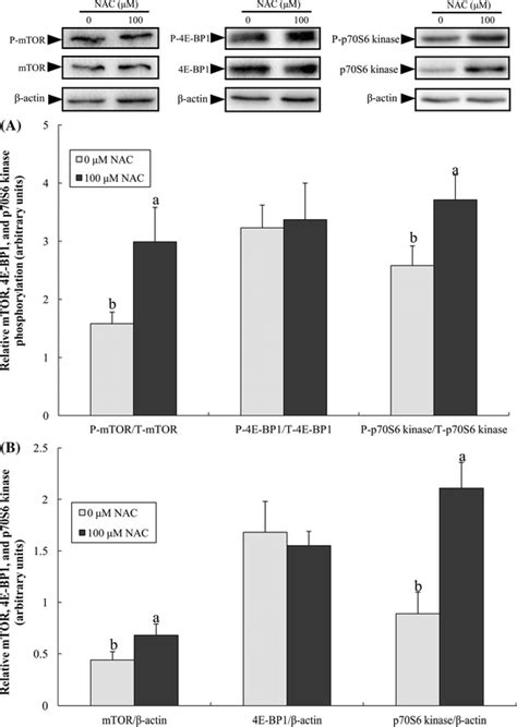 Abundances Of Mtor E Bp And P S Kinase Proteins In Ipec Cells