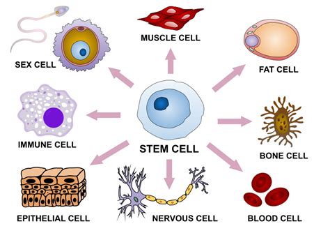 File Final Stem Cell Differentiation 1 Svg Wikimedia Commons