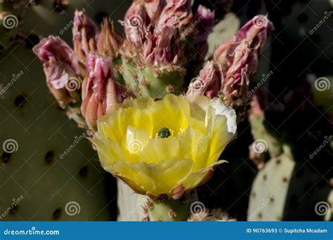 Bei Fiori Selvaggi Di Fioritura Del Cactus Del Deserto Immagine Stock