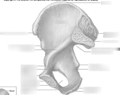 Medial View Of Os Coxae Diagram Quizlet