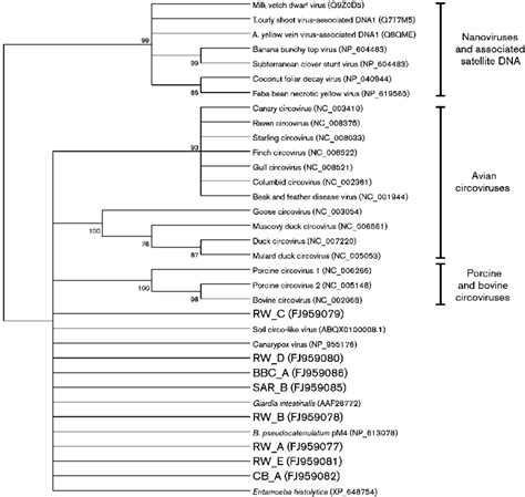 Condensed Maximum Parsimony Phylogenetic Tree Of Deduced Rep Amino Acid