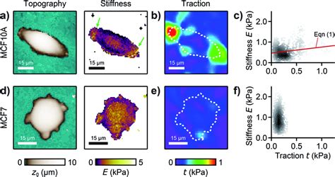 Combined Sicm And Tfm Of Normal And Cancerous Human Breast Epithelial