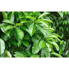 Ficus Virens / Juvvi – Sainadh Nursery