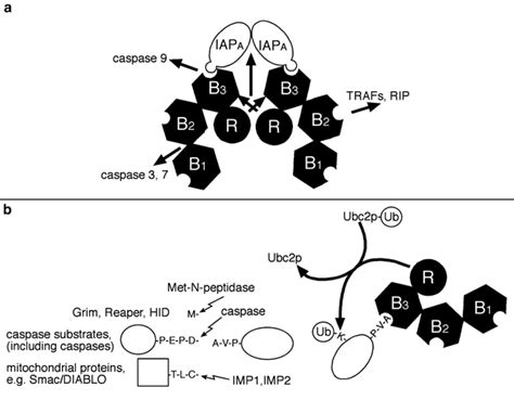 A Binding Model Of P300 Mdm2 And P53 Which Leads To Degradation 21 A