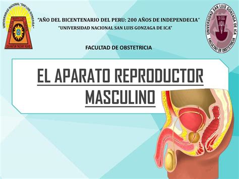 Aparato Reproductor Masculino Jarumy Isabel Milachay Espino Udocz