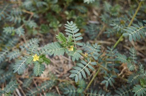 Tribulus Terrestris Votre Alli Anti Fatigue Et Booster De Libido