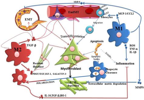 Frontiers Macrophages During The Fibrotic Process M2 As Friend And Foe