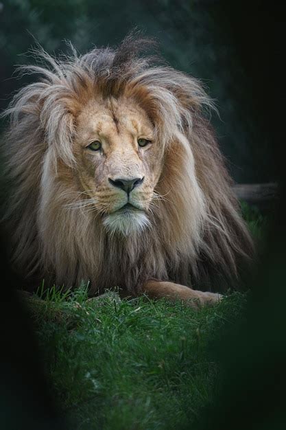 Premium Photo | Katanga lion